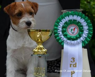 House Of Jacks Danish Deluxe 3rd. best puppyfemale at the WDS 2015 Milano and best placed Danish Jack Russell 